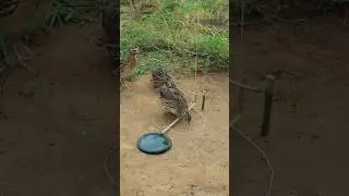 quail trap tutorial #shortvideo #animaltrap #birdtrap