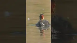 Eurasian Coot #shorts #video #bird