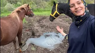 Kaz Yavruları Çıktı 🪿Atlara yeni Başlık..Botokslu Halim :)) Köyde Yaşam..