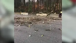 WATCH: Tree falls on car on the highway