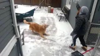 Snow dog
