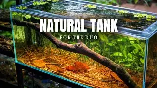I Created a Natural Tank for a Mysterious Pair of Fish | Will This Work?