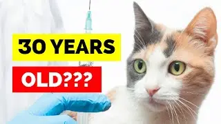 Your Cat Could Now Live to Be 30!