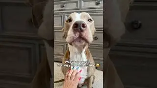 Ways you could be hurting your dogs feelings 🥺💔 #short #puppy #dogs #dogshorts #love #pets