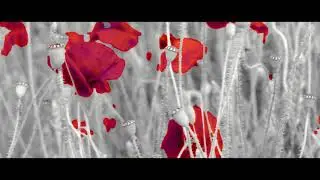 #WW1 Poem IN FLANDERS FIELDS Lyrics