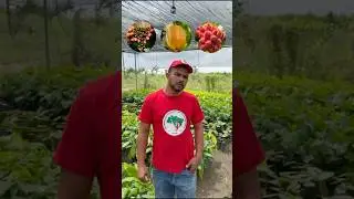 A&ccedil;&atilde;o de restaura&ccedil;&atilde;o florestal no Assentamento Carlos Lamarca, em Capit&atilde;o Po&ccedil;o (Par&aacute;). #Amaz&ocirc;nia