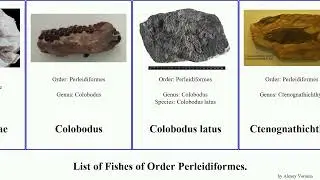 List of Fishes of Order Perleidiformes. spinosa latus agilis Colobodus Besania Gabanellia Floating