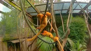Golden Lion Tamarin Monkeys at Symbio Wildlife Park | Slow Motion Jumping