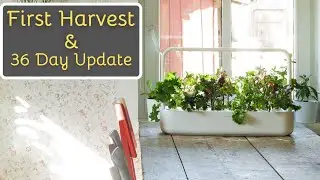 Harvesting Lettuce & 36 Day Update - Click & Grow Smart Garden 9