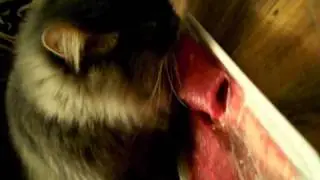 My happy cat eats