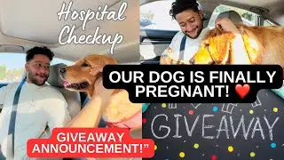 Dog pregnancy time week 1 or 9 | Gift Giveaway for My Followers 🐾🎁&rdquo;