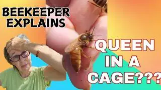 HOW LONG CAN A QUEEN BEE STAY IN A SHIPPING CAGE ??? #beekeepingtips #queenbee