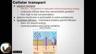 LE - Cell Processes   Diffusion