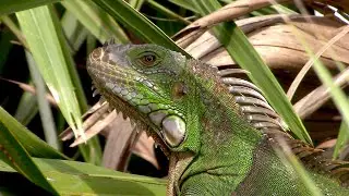 Green Iguana Nature Footage 0004 - WAWW's Relaxing Wildlife