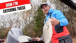3 Tips for Fishing For Winter Hybrids and White Bass