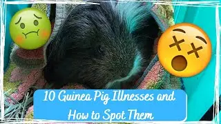10 Guinea Pig Illnesses and How to Spot Them! | GuineaLove