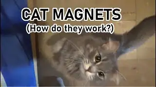 Catproofing Cabinets & Closets With Magnets