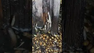 Slimy worms from darkest regions of the netherworld