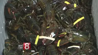 Lobstermen keep an eye on tariff war