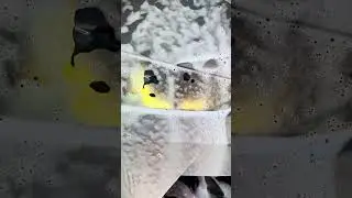 Endless Carwash Love BMW M4