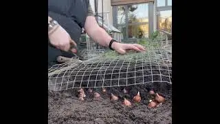 The perfect way to protect your tulips from our grey furry friends! #gardening #garden #home
