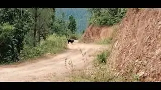 The Real Black Panther 🐈&zwj;⬛ || Seen in Nepal || Very rare sighting of Black Panther