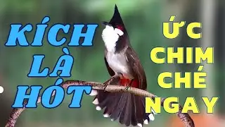 Luyện Chào Mào Hót Đấu - QUÁ HAY, Chào Mào Kích Bổi Lên Lửa!.. Luyện chào mào hót căng lửa, chao mao