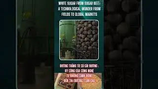 White Sugar From Sugar Beet  A Technological Wonder From Fields to Global Markets#export#news#tintuc