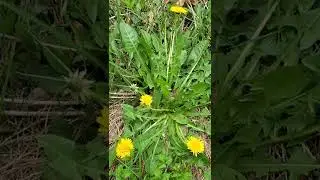 Важно, если вы планируете есть одуванчики.