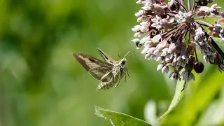 Bedstraw Hawkmoth (20 August 2019)