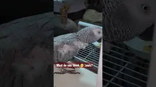 What Do You Think Louis 🤔? [Parrot Thoughts]
