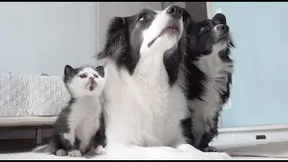 This Tiny Rescue Kitten Is 100% Convinced It’s A Border Collie 😂
