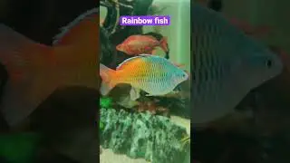 Rainbow fish aquarium | Colourful freshwater fish | River Biotope | Big tank 1000 litre Aquarium