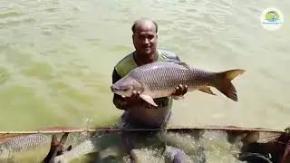 Fish farming product | Video ad | বিজ্ঞাপন তৈরি করতে যোগাযোগ করুন: +8801980-761670