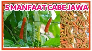 5 MANFAAT CABAI JAWA YANG JARANG DIKETAHUI