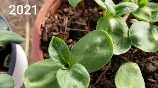 Semis de graines de Tournesol  2021