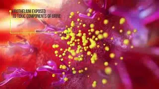 bladder health