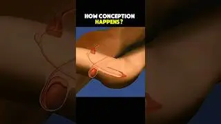 How conception works #viralvideo #health #science #shorts #animation #anime #art