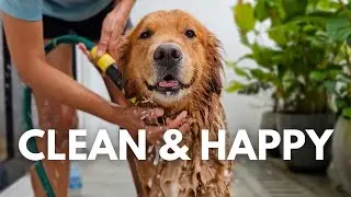 Easy, Fast & Clean Way To Bathe Your Dog