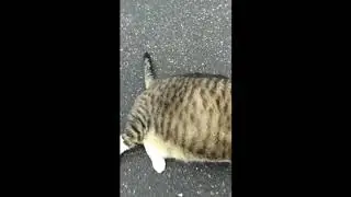 I put Spongebob music under a fat cat trying to roll over
