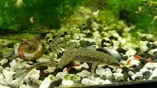 African dwarf frog with some relaxing music.