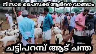 500 രൂപക്ക് ആട്ടിൻ കുട്ടികൾ/ 3000 രൂപക്ക് വലിയ ആടുകൾ | Chattipparamba Chanda | goat market in Kerala