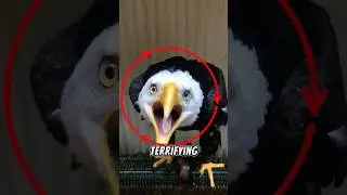 3 птицы, которые кричат ​​как женщины. Номер 3 завораживает! 😱 #животные #птицы #короткометражные...