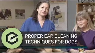 Proper Ear Cleaning Techniques for Dogs