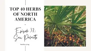 Saw Palmetto - Top 40 Herbs of North America - Part 32