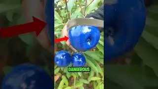 TOP 5 MOST DANGEROUS FRUITS ON EARTH! 😱😨