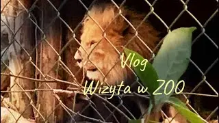 Vlog -wizyta w 🦚Zoo - Devon Uk 