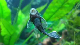 #Fishtankfun #Aussiehumour