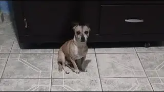 Jerry chihuahuita saludando en vivo