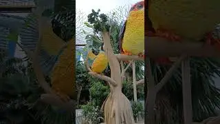 cute big bird #amazing #bigbirds  #viral #shorts